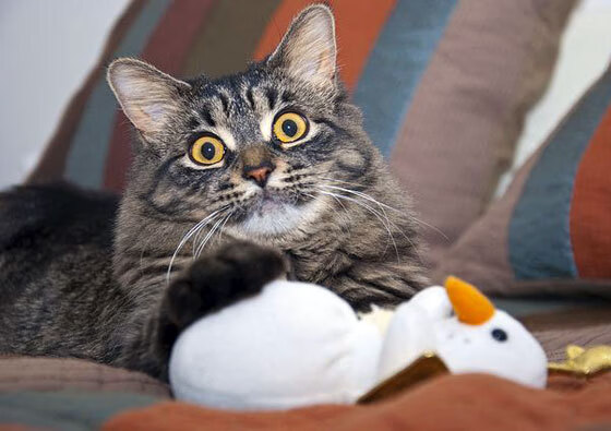 田径训练系统化改革优化周期计划，田径运动训练计划制定