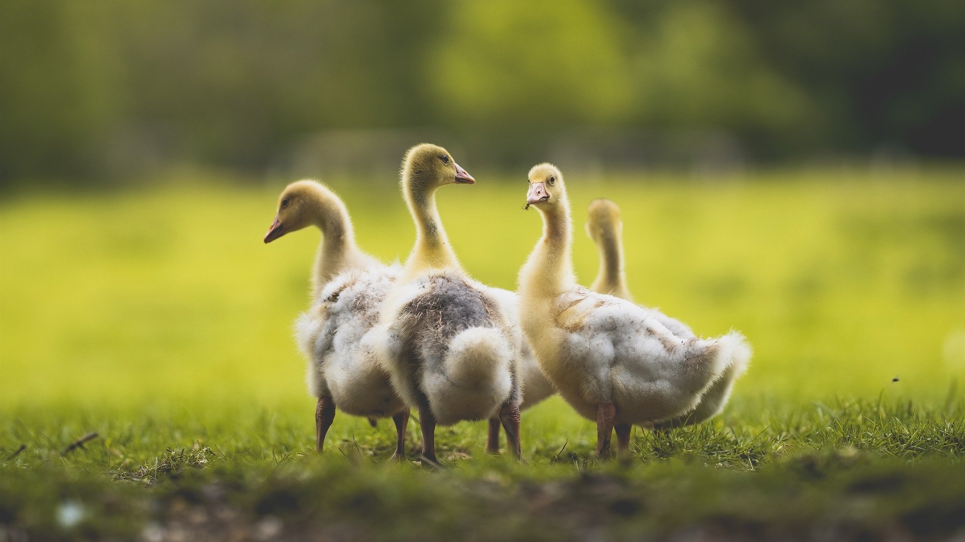 青训人才培养缺乏系统支持，人才培养缺失