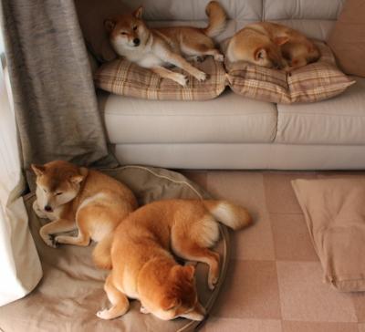 比利时男篮在欧洲预赛中坚持攻坚,冲击奥运奖牌,比利时男篮世界排名