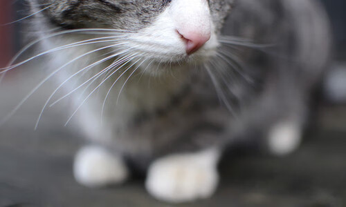 火箭训练氛围高涨球员相互加油打气，火箭队训练